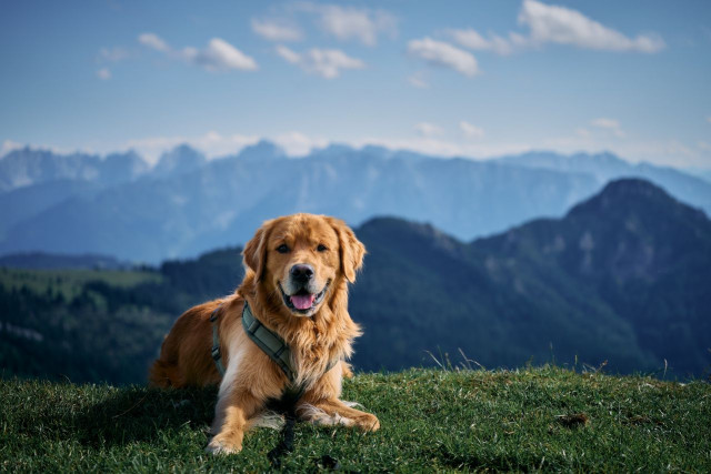 Dogs allowed in holiday rentals in Serre Chevalier