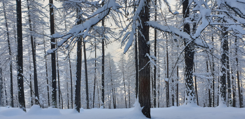 foret enneigee balade contee en raquettes a serre-chevalier