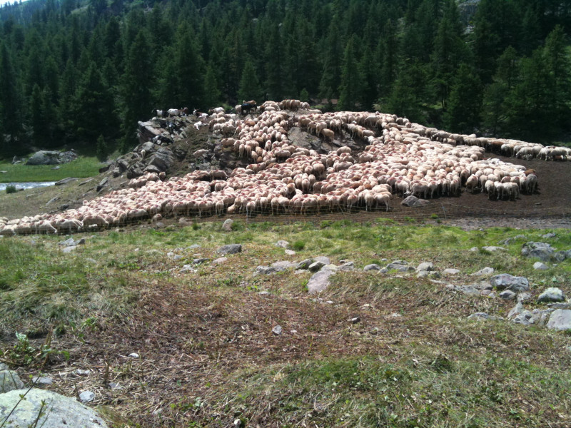 troupeau_en_alpage.jpg