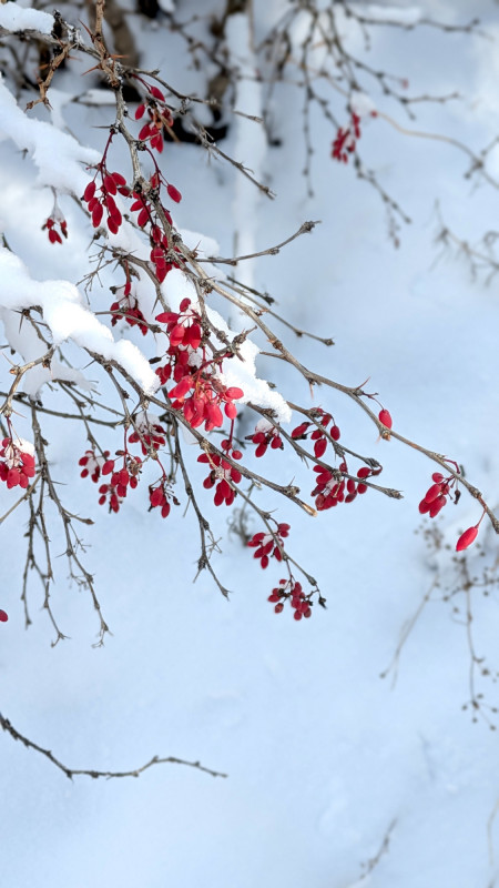 arbuste-epine-vinette-neige-hiver-serre-chevalier-9873613 arbuste-epine-vinette-neige-hiver-serre-chevalier-9873613