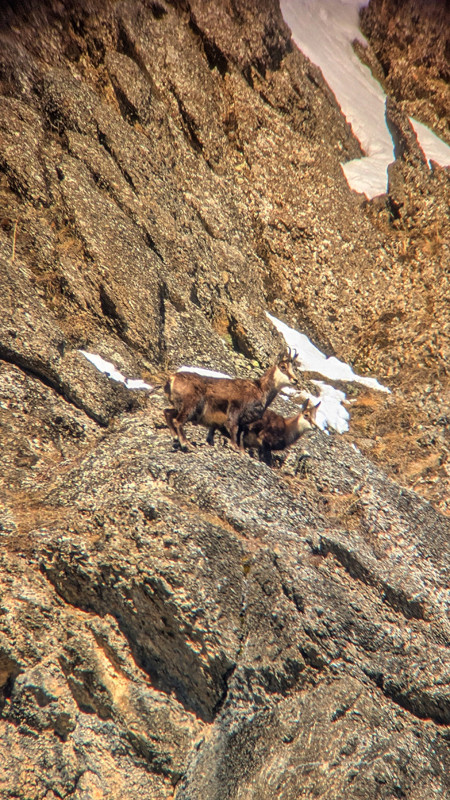 chamois-observation-raquettes-a-neige-12148339