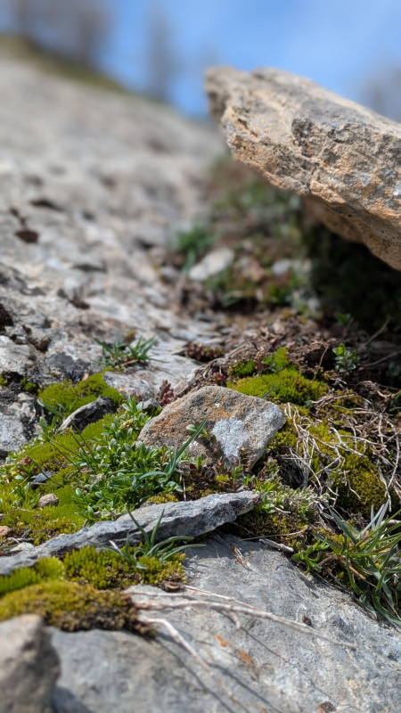 detail-rocher-montagne-serre-chevalier-10943761