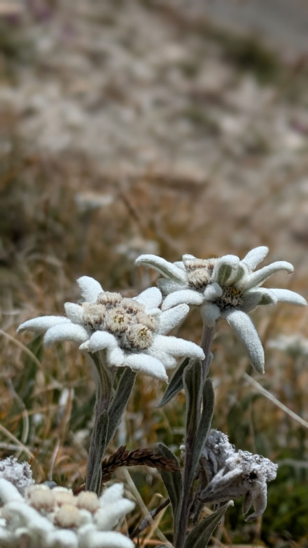 edelweiss-altitude-montagne-10943765