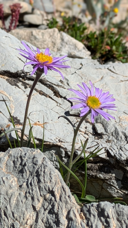 fleur-montagne-aster-des-alpes-serre-chevalier-10943760
