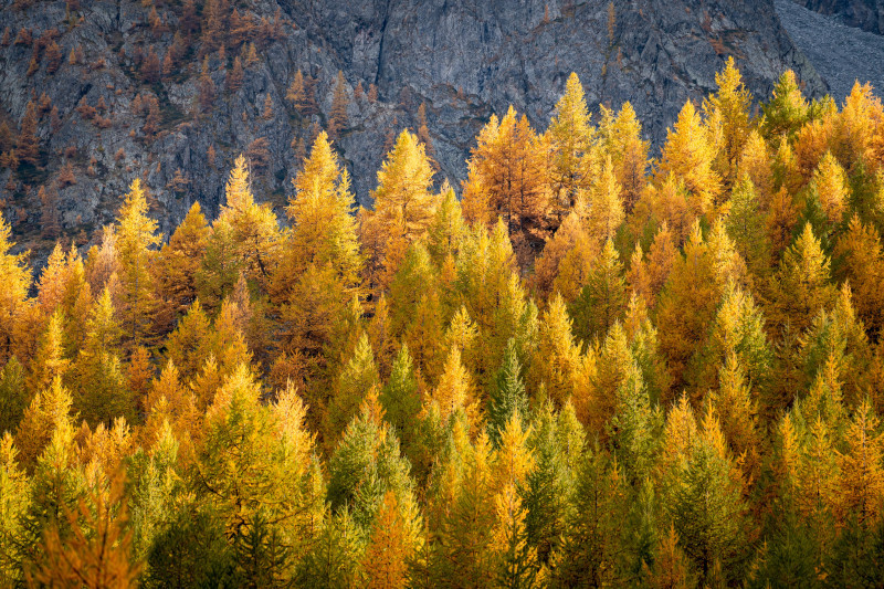 melezes-automne-ete-indien-serre-chevalier