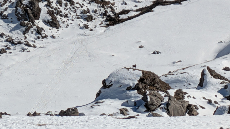 observation-chamois-pont-de-l-alpe-12148338