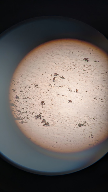 observation-jumelles-chamois-raquettes-serre-chevalier-9873605 observation-jumelles-chamois-raquettes-serre-chevalier-9873605