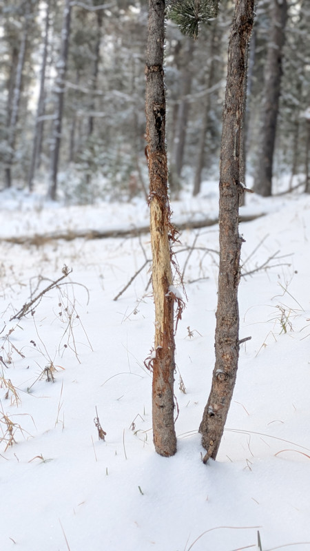 observation-nature-animaux-serre-chevalier-9873607 observation-nature-animaux-serre-chevalier-9873607
