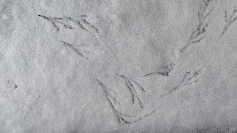 observation-traces-oiseaux-en-hiver-12148342