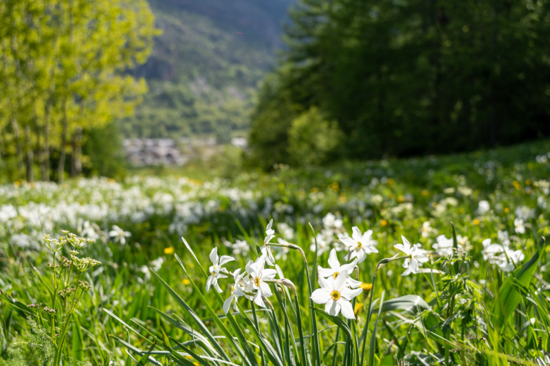 paysage-champs-fleurs-printemps-serre-chevalier