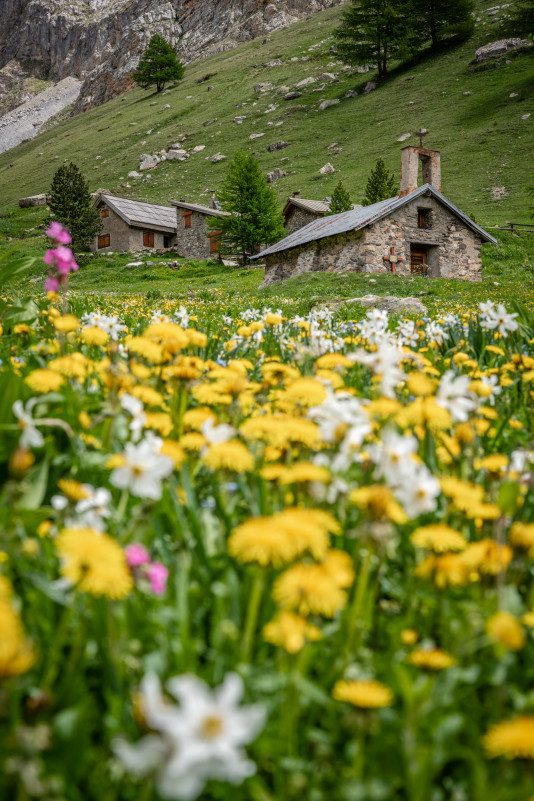 paysages-printemps-fleurs-serre-chevalier-briancon-1-alpesphotographies-com-5826998