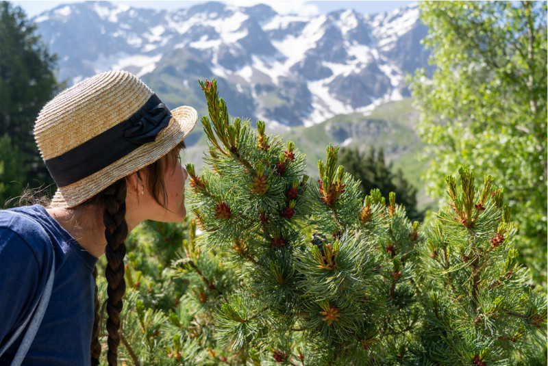 pin-decouvert-de-la-nature-serre-chevalier