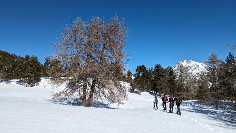 randonnee-raquettes-journee-foret-serre-chevalier-9873614 randonnee-raquettes-journee-foret-serre-chevalier-9873614