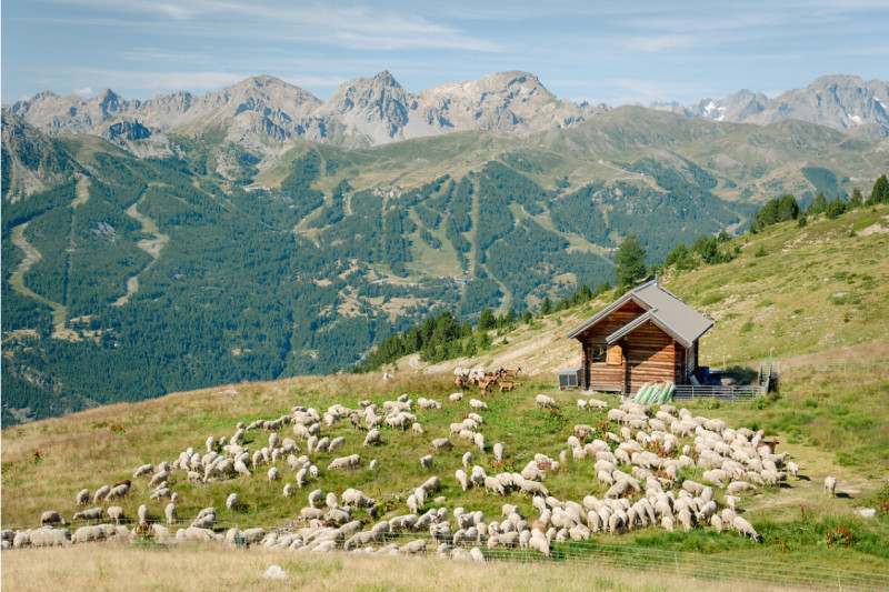 troupeau-col-du-granon-serre-chevalier