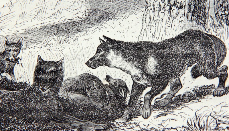 vieux-loups-et-louvards-les-mamif-res-louis-figuier-1873-2071132