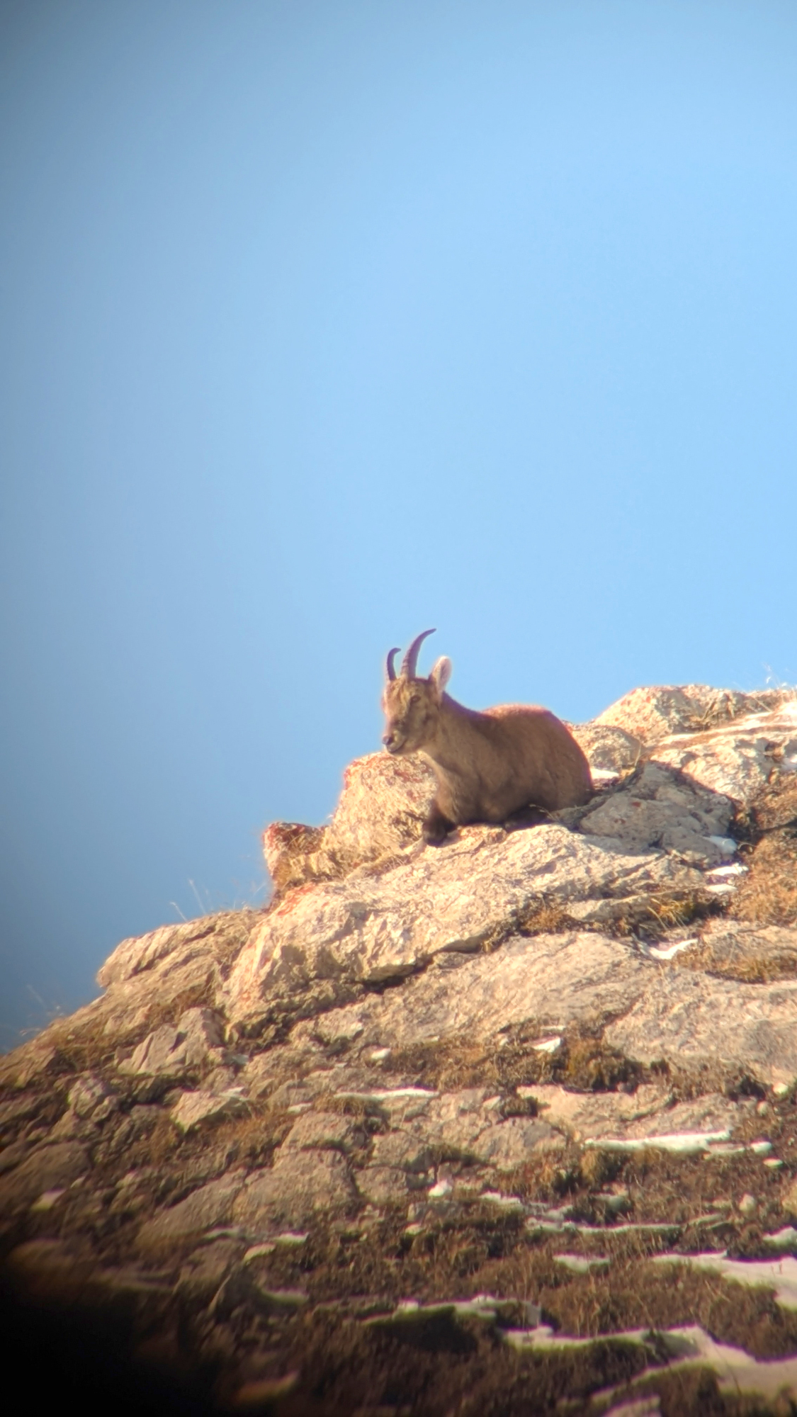 observation-bouquetin-raquettes-serre-chevalier-9873606