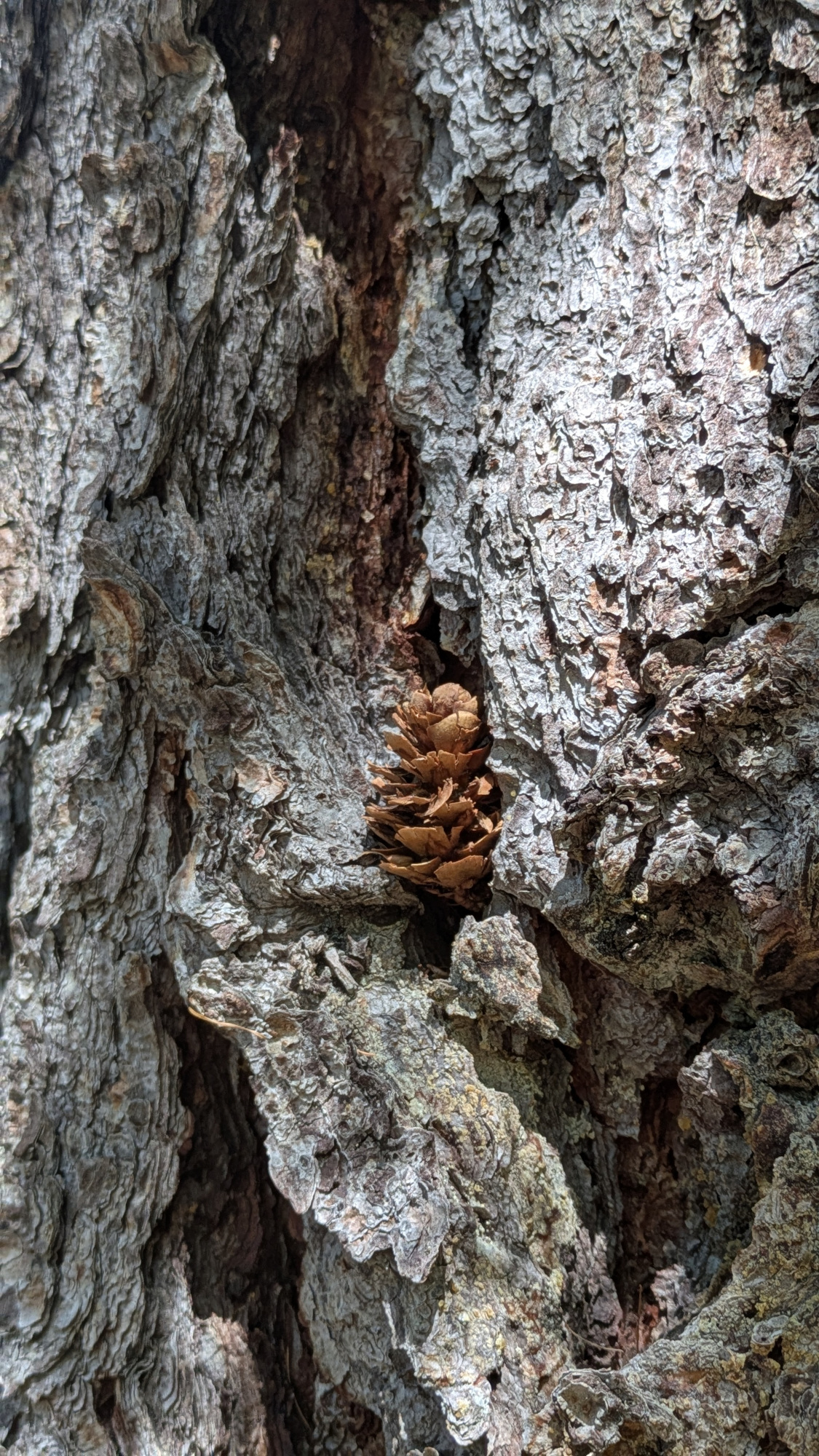 observation-nature-raquettes-serre-chevalier-9873608