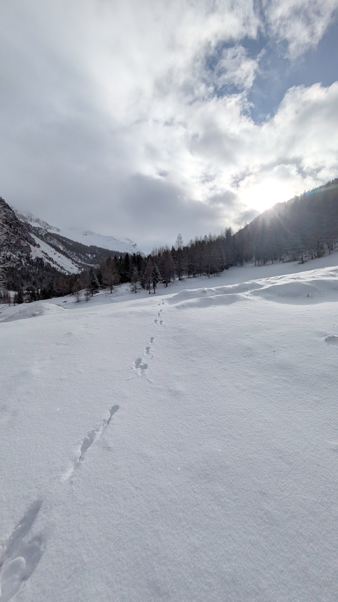 observation-traces-animaux-raquettes-serre-chevalier-9873609