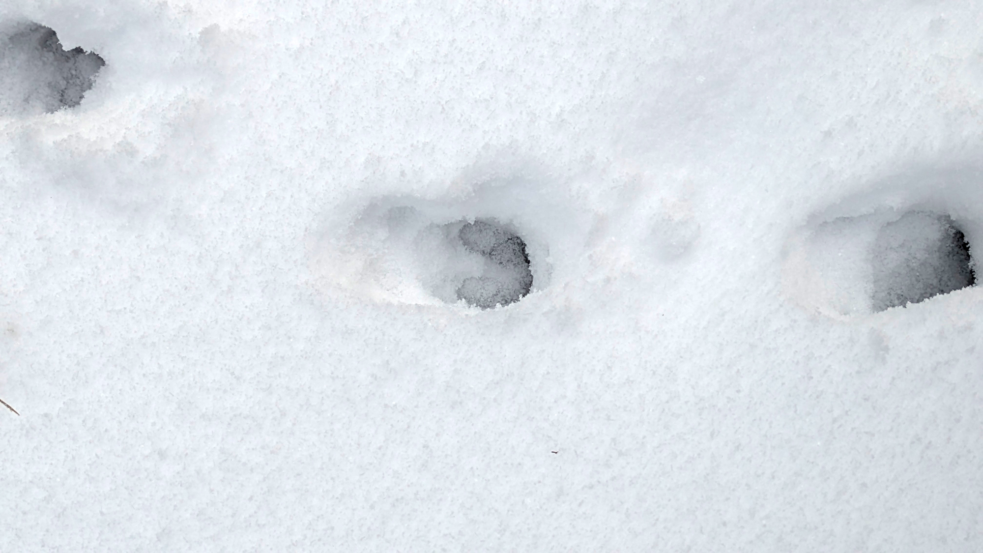 observation-traces-chamois-serre-chevalier-9873610