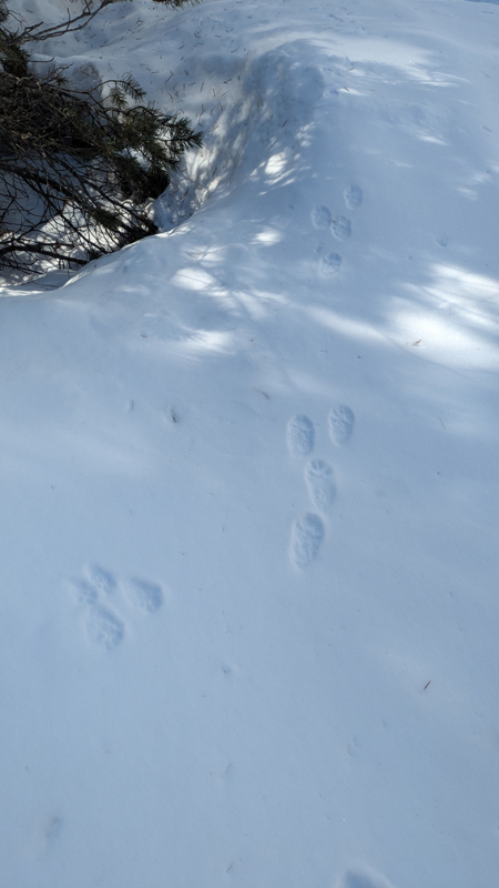 observation-traces-ecureuil-et-lievre-dans-la-neige-12148340