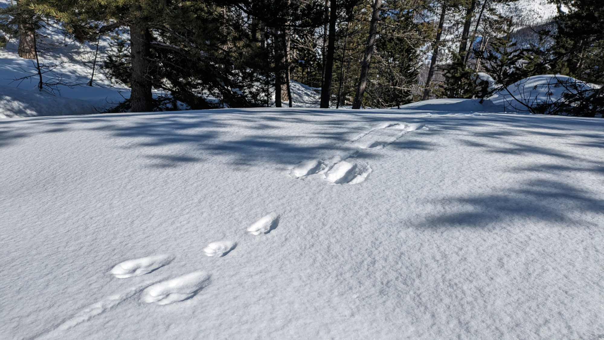 observation-traces-lievre-variable-serre-chevalier-9873611