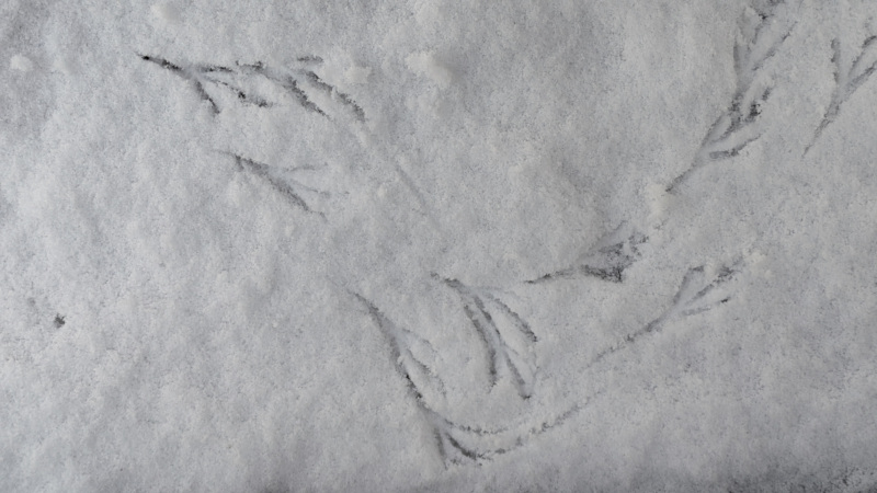 observation-traces-oiseaux-en-hiver-12148342